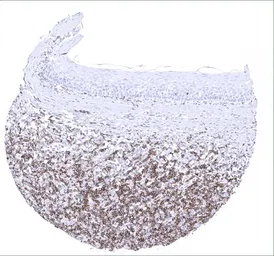 Anti-CD45RA antibody [MSVA-472M] HistoMAX&trade; used in IHC (Paraffin sections) (IHC-P). GTX04372