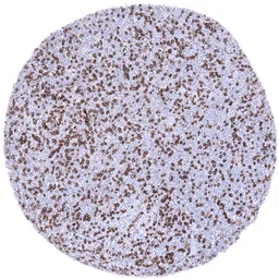 Anti-CD4 antibody [MSVA-004R] HistoMAX&trade; used in IHC (Paraffin sections) (IHC-P). GTX04379