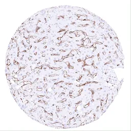 Anti-CD4 antibody [MSVA-004R] HistoMAX&trade; used in IHC (Paraffin sections) (IHC-P). GTX04379