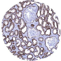 Anti-EpCAM antibody [MSVA-326R] HistoMAX&trade; used in IHC (Paraffin sections) (IHC-P). GTX04380