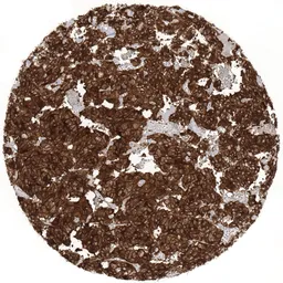 Anti-NSE antibody [MSVA-451M] HistoMAX&trade; used in IHC (Paraffin sections) (IHC-P). GTX04388