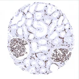Anti-CD31 antibody [MSVA-031M] HistoMAX&trade; used in IHC (Paraffin sections) (IHC-P). GTX04395