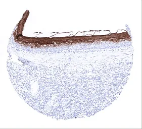 Anti-CD66e antibody [MSVA-465R] HistoMAX&trade; used in IHC (Paraffin sections) (IHC-P). GTX04399