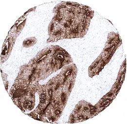 Anti-CD66e antibody [MSVA-465R] HistoMAX&trade; used in IHC (Paraffin sections) (IHC-P). GTX04399