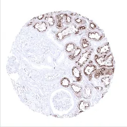 Anti-Villin antibody [MSVA-459R] HistoMAX&trade; used in IHC (Paraffin sections) (IHC-P). GTX04400