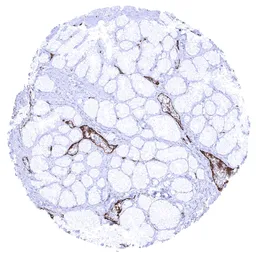 Anti-VWF antibody [MSVA-521R] HistoMAX&trade; used in IHC (Paraffin sections) (IHC-P). GTX04412