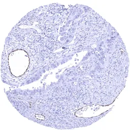 Anti-VWF antibody [MSVA-521R] HistoMAX&trade; used in IHC (Paraffin sections) (IHC-P). GTX04412