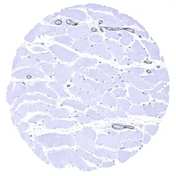 Anti-VWF antibody [MSVA-521R] HistoMAX&trade; used in IHC (Paraffin sections) (IHC-P). GTX04412