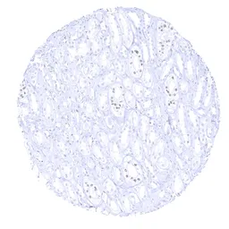 Anti-GATA3 antibody [MSVA-450M] HistoMAX&trade; used in IHC (Paraffin sections) (IHC-P). GTX04420