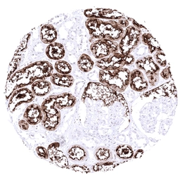 Anti-ACE2 antibody [MSVA-919R] HistoMAX&trade; used in IHC (Paraffin sections) (IHC-P). GTX04425