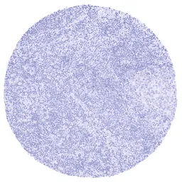 Anti-PAX8 antibody [MSVA-708R] HistoMAX&trade; used in IHC (Paraffin sections) (IHC-P). GTX04430