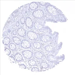 Anti-CPA1 antibody [MSVA-601M] HistoMAX&trade; used in IHC (Paraffin sections) (IHC-P). GTX04433