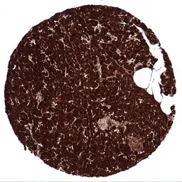 Anti-CPA1 antibody [MSVA-601M] HistoMAX&trade; used in IHC (Paraffin sections) (IHC-P). GTX04433