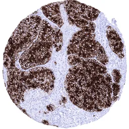Anti-GP2 antibody [MSVA-475M] HistoMAX&trade; used in IHC (Paraffin sections) (IHC-P). GTX04436