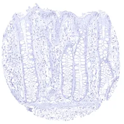 Anti-GP2 antibody [MSVA-475M] HistoMAX&trade; used in IHC (Paraffin sections) (IHC-P). GTX04436