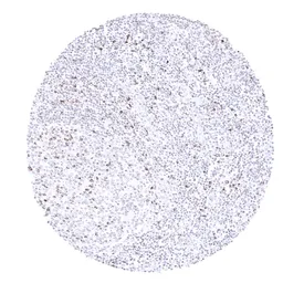 Anti-CTLA4 antibody [MSVA-152R] HistoMAX&trade; used in IHC (Paraffin sections) (IHC-P). GTX04439