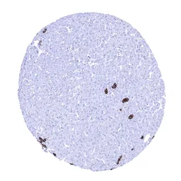 Anti-TACSTD2 antibody [MSVA-733R] HistoMAX&trade; used in IHC (Paraffin sections) (IHC-P). GTX04443