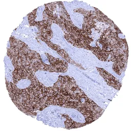 Anti-TACSTD2 antibody [MSVA-733R] HistoMAX&trade; used in IHC (Paraffin sections) (IHC-P). GTX04443