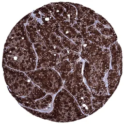 Anti-Elastase 3B antibody [MSVA-410M] HistoMAX&trade; used in IHC (Paraffin sections) (IHC-P). GTX04445