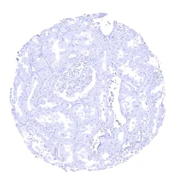 Anti-Elastase 3B antibody [MSVA-410M] HistoMAX&trade; used in IHC (Paraffin sections) (IHC-P). GTX04445