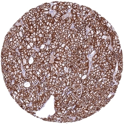 Anti-CDH16 antibody [MSVA-516R] HistoMAX&trade; used in IHC (Paraffin sections) (IHC-P). GTX04455