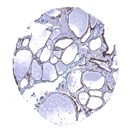 Anti-CDH16 antibody [MSVA-516R] HistoMAX&trade; used in IHC (Paraffin sections) (IHC-P). GTX04455