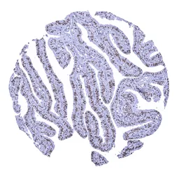 Anti-Nucleolin antibody [MSVA-623R] HistoMAX&trade; used in IHC (Paraffin sections) (IHC-P). GTX04456