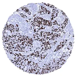 Anti-p63 antibody [MSVA-063R] HistoMAX&trade; used in IHC (Paraffin sections) (IHC-P). GTX04458