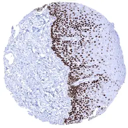 Anti-p63 antibody [MSVA-063R] HistoMAX&trade; used in IHC (Paraffin sections) (IHC-P). GTX04458