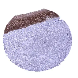 Anti-TRIM29 antibody [MSVA-629M] HistoMAX&trade; used in IHC (Paraffin sections) (IHC-P). GTX04467