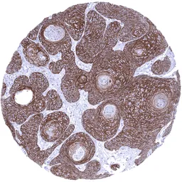 Anti-TRIM29 antibody [MSVA-629M] HistoMAX&trade; used in IHC (Paraffin sections) (IHC-P). GTX04467