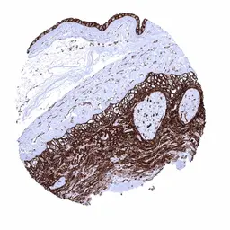 Anti-GluT1 antibody [MSVA-401R] HistoMAX&trade; used in IHC (Paraffin sections) (IHC-P). GTX04469