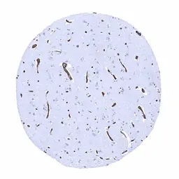 Anti-GluT1 antibody [MSVA-401R] HistoMAX&trade; used in IHC (Paraffin sections) (IHC-P). GTX04469