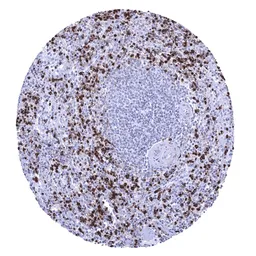 Anti-Myeloperoxidase antibody [MSVA-692M] HistoMAX&trade; used in IHC (Paraffin sections) (IHC-P). GTX04470