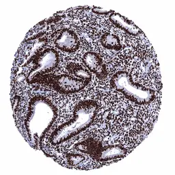 Anti-Estrogen Receptor alpha antibody [MSVA-564R] HistoMAX&trade; used in IHC (Paraffin sections) (IHC-P). GTX04474