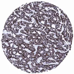 Anti-Hepatocyte Specific Antigen antibody [MSVA-OCE5] HistoMAX&trade; used in IHC (Paraffin sections) (IHC-P). GTX04478