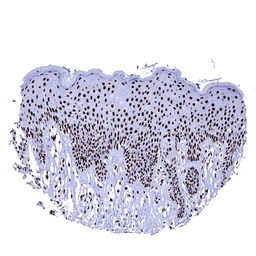 Anti-Ku80 antibody [MSVA-880M] HistoMAX&trade; used in IHC (Paraffin sections) (IHC-P). GTX04480