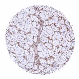 Anti-STING antibody [MSVA-515M] HistoMAX&trade; used in IHC (Paraffin sections) (IHC-P). GTX04484