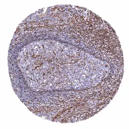 Anti-STING antibody [MSVA-515M] HistoMAX&trade; used in IHC (Paraffin sections) (IHC-P). GTX04484