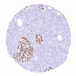 Anti-PAX6 antibody [MSVA-706M] HistoMAX&trade; used in IHC (Paraffin sections) (IHC-P). GTX04487