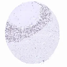 Anti-PAX6 antibody [MSVA-706M] HistoMAX&trade; used in IHC (Paraffin sections) (IHC-P). GTX04487