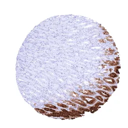 Anti-TFF1 antibody [MSVA-482M] HistoMAX&trade; used in IHC (Paraffin sections) (IHC-P). GTX04488