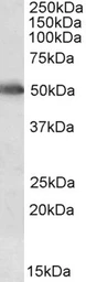 Anti-CYP2E1 antibody used in Western Blot (WB). GTX04495