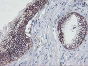 Anti-ALOX15 antibody [OTI3G8] used in IHC (Paraffin sections) (IHC-P). GTX04520