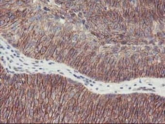 Anti-ALOX15 antibody [OTI3G8] used in IHC (Paraffin sections) (IHC-P). GTX04520
