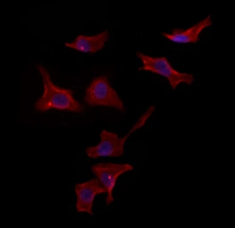 Anti-TIP47 antibody used in Immunocytochemistry/ Immunofluorescence (ICC/IF). GTX04559
