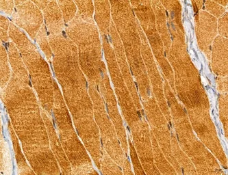 Anti-TIP47 antibody used in IHC (Paraffin sections) (IHC-P). GTX04559