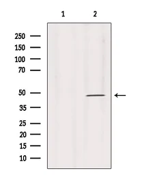 Anti-TIP47 antibody used in Western Blot (WB). GTX04559