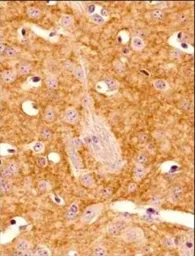 Anti-Adenosine A2a Receptor antibody [7F6-G5-A2] used in IHC (Paraffin sections) (IHC-P). GTX04561