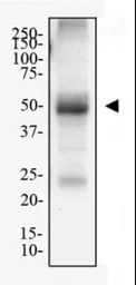 Anti-Adenosine A2a Receptor antibody [7F6-G5-A2] used in Western Blot (WB). GTX04561